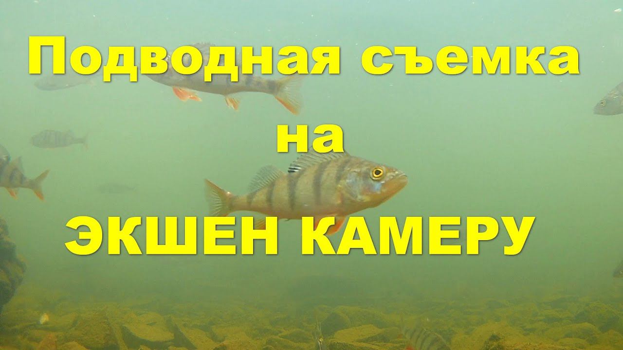 Подводная съемка на экшен камеру смотреть онлайн