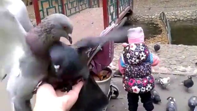 Pigeons Голуби Источник в Харькове смотреть онлайн