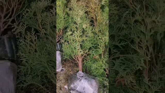 Туя західна колумна і смарагд. смотреть онлайн
