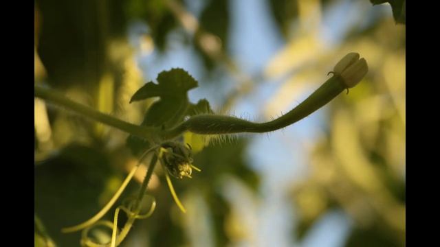 Трихозант Змеевидный. Экзот на грядках. Вкусно и полезно! смотреть онлайн