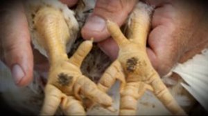 Почему индюки падают на ноги что делать и чем лечить