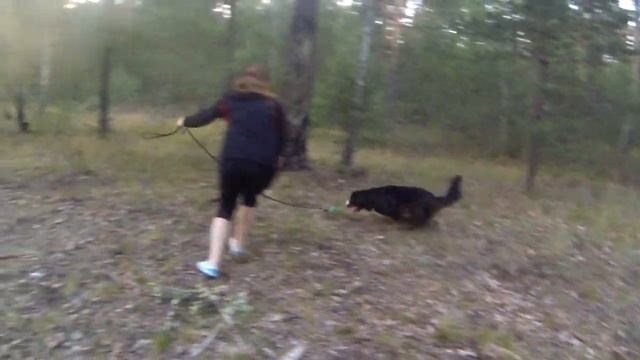 22. Почему собака не слушается. Мотивация смотреть онлайн