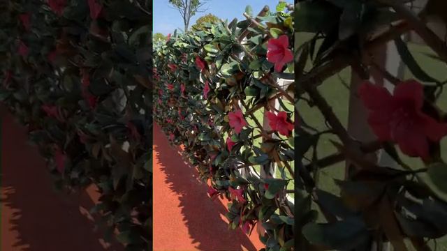 Extra Privacy Idea: Expandable Faux Fence смотреть онлайн