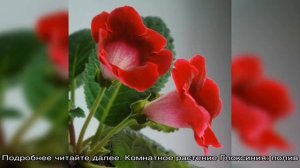 Домашний цветок Глоксиния: выращивание и уход, как размножить?