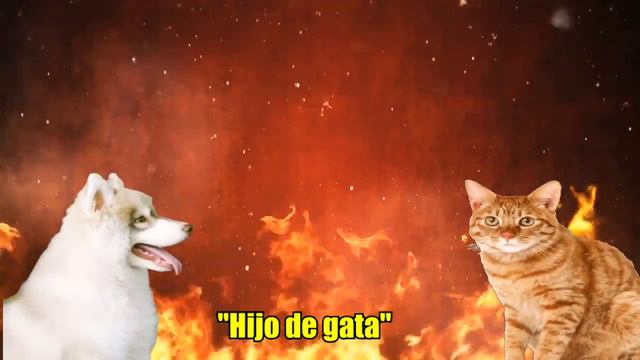 Perro vs Gato Viral (Dog vs Cat) Version Street Fighter 2019 смотреть онлайн