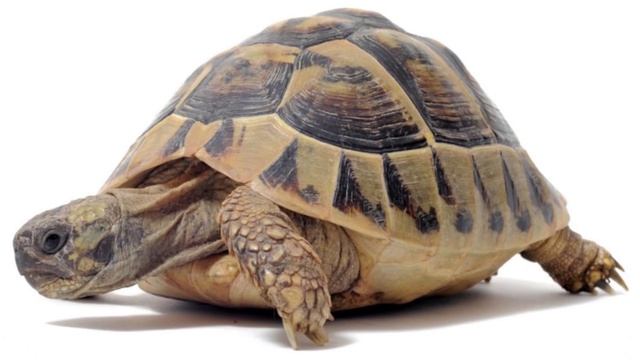 ГУИДАКИ Необычные Животные смотреть онлайн