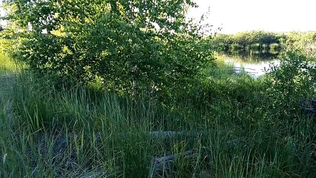 Звучание краснобрюхой жерлянки. смотреть онлайн