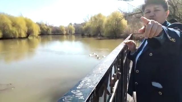 В шымкентском дендропарке дикие утки вывели потомство и учат птенцов плавать и летать смотреть онлайн