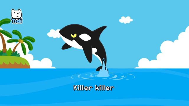 👑 King Of The Sea |  Shark VS  Killer Whale💥 | Sea Animal Song | Nursery Rhymes For Kids★ TidiKids