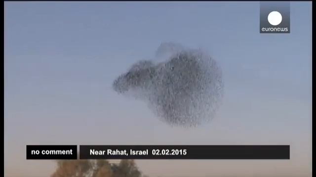 Танцы скворцов в небе смотреть онлайн