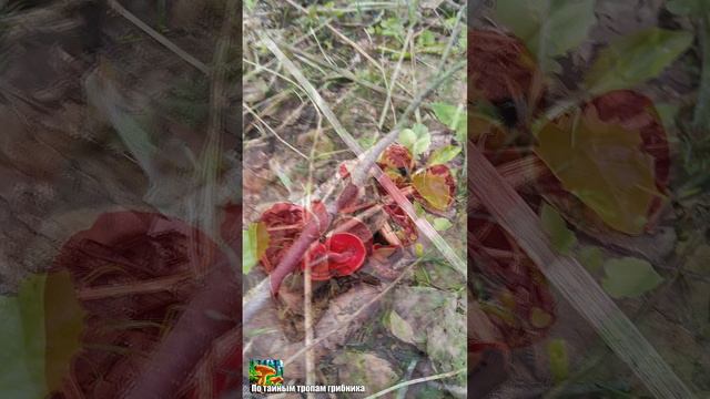 Первые саркосцифы смотреть онлайн