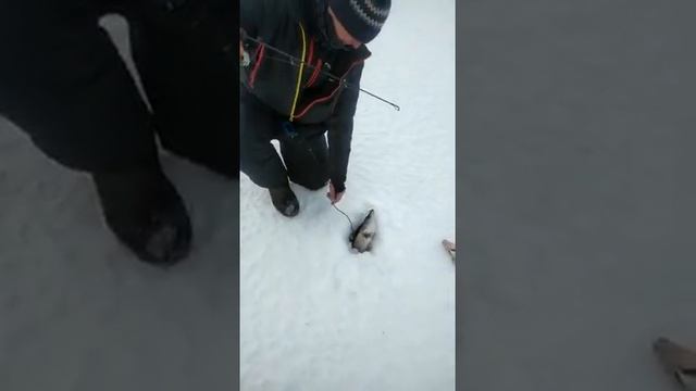 21.03.2022г. Утро. Клёвое местечко. Камское устье смотреть онлайн