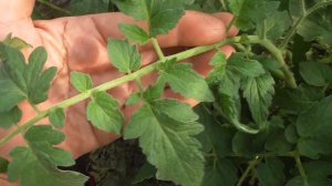 Томатный Гном Дерзкая Мери - новинка этого года. Обзор томата на улице и в теплице.