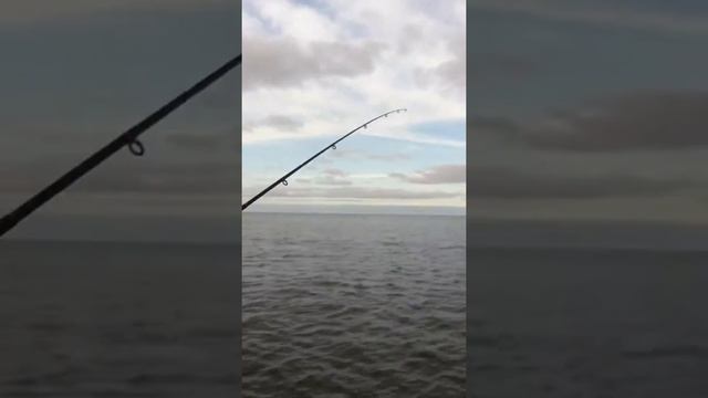 Ловля салаки в Балтийске. Южный мол смотреть онлайн