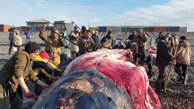 7 июля добыли 2го кита. разделка кита в Уэлене