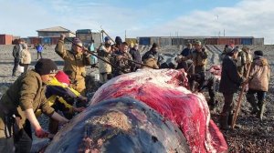 7 июля добыли 2го кита. разделка кита в Уэлене