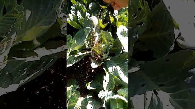 Табачная пыль для капусты смотреть онлайн