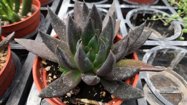 Echeveria affinis 'Black Knight' 多肉植物圖鑑 黑騎士 смотреть онлайн