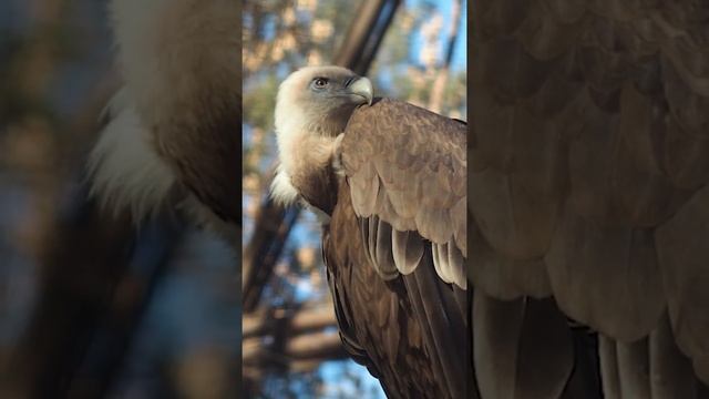 Сип белоголовый #shorts #zoo #гриф смотреть онлайн