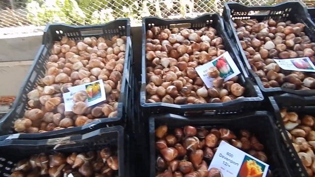 Луковицы тюльпанов. Отзывы. Выгонка тюльпанов. Заказ луковицы тюльпанов из Голландии смотреть онлайн