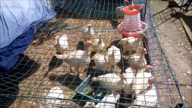 Индюки БИГ 6 от яйца до взрослой индюшки смотреть онлайн