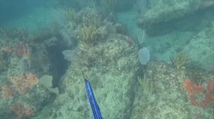 ВОТ И ЛЕТО ПРИШЛО подводная ОХОТА в ОКЕАНЕ ЛОБСТЕРЫ но ловить еще рано SPEARFISHING