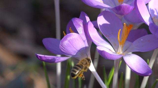 Шафран (крокус) смотреть онлайн