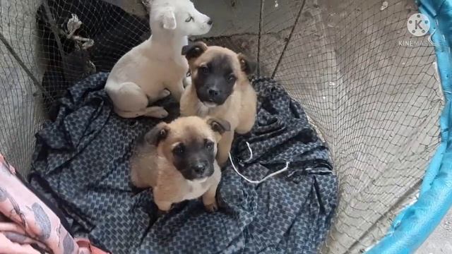 Тошкент Янгиобод бозори кучукларни нархлари смотреть онлайн