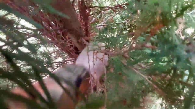 Стригу высокие туи. смотреть онлайн