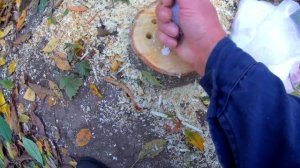 Удаляем пень с помощью аммиачной селитры.