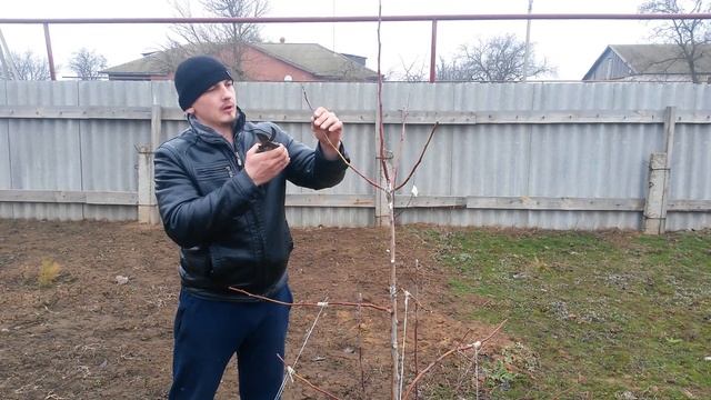 006 Обрезка трехлетней яблони с отгибом ветвей смотреть онлайн