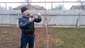 006 Обрезка трехлетней яблони с отгибом ветвей