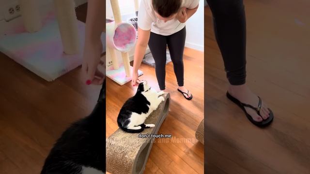 Kitty Soap Opera: Chapter 20... смотреть онлайн