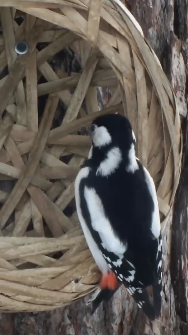 #shorts Дятел самка с орехом