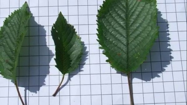 Prunus avium 'Plena'