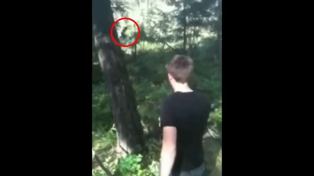 ALARMING PREDATORS STALK CAMPER ON TRAIL CAM VIDEO! смотреть онлайн