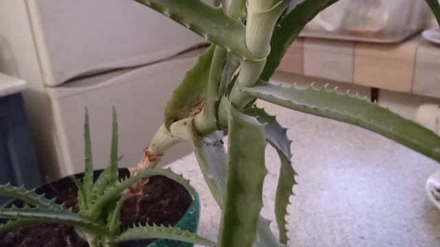 Рецепт настоя из алоэ от простуды,кашля и для поднятия иммунитета. смотреть онлайн