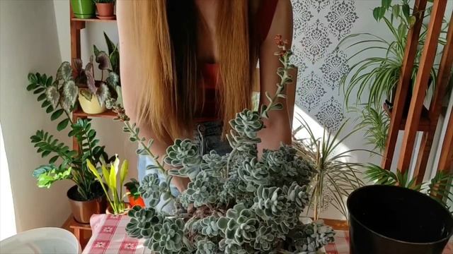 Echeveria Pulvinata 'Frosty' Repotting