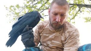 Как и чем кормить птенцов врановых  #ворона , #сорока , #сойка , #сераяворона , #воронкрук ???