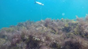 Крым 2017. Подводная охота с Манком (заманухой) в черном море. Осенняя Кефаль.