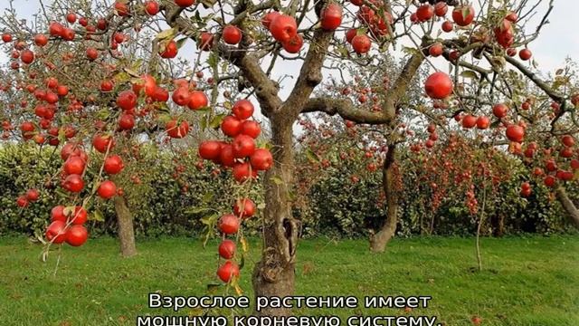 Яблоня Красная горка смотреть онлайн