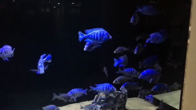 Keeping A Stunning Malawi Cichlids Tank | Best 5 Malawi Aquarium Ideas смотреть онлайн