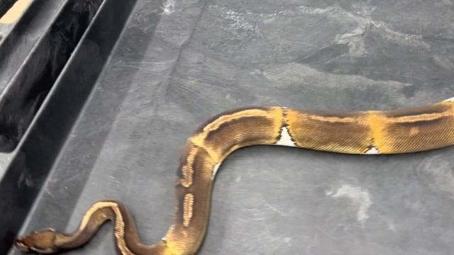 Pied Ball Pythons combos. What do they look like as adults? смотреть онлайн