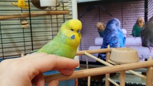 "Привет, птичка!"? Говорит попугай || Урок для обучения попугая № 5.1