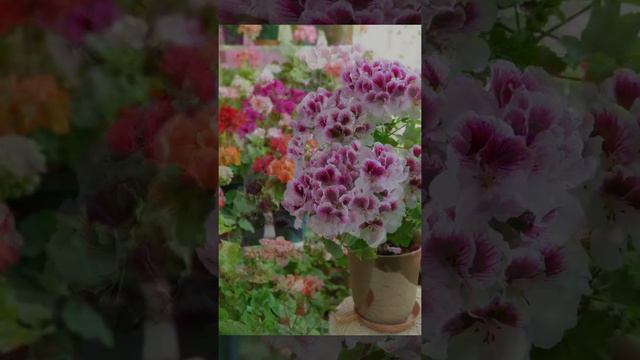 아리스토페티코트 2019년5월8일