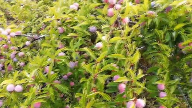 Выращивание сливы в Сибири