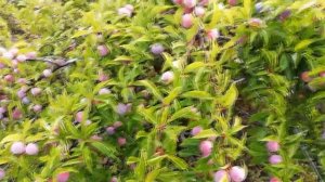 Выращивание сливы в Сибири