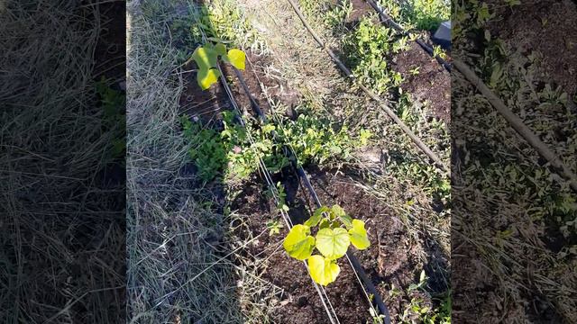 Павловния обзор состояния саженцев на 09 июня 2022 г. #павловния #paulownia #pavlovniya смотреть онлайн