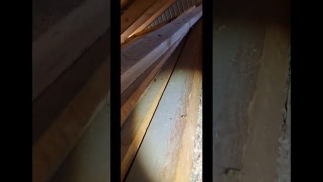 Это ОСЫ или ШЕРШНИ? смотреть онлайн