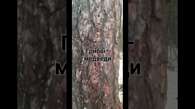 ГРИБЫ- МЕДВЕДИ смотреть онлайн